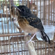 Trotol Murai Batu Betina trah Blorok Extrim Ekor Panjang | induk 22x16