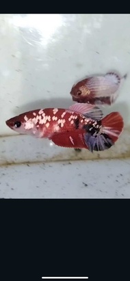 cupang red koi copper betina |female cupang warna merah