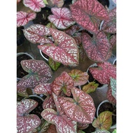 Caladium Cherry Kiss - Exotic Looking Beautiful House Plant
