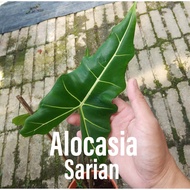 Exotic Plant - Alocasia Sarian