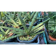 佛手 虎尾蘭 📌裸根出貨 📌 6.5寸角盆 龍舌蘭科 棒狀葉 多肉植物 觀葉植物 綠化 美化 觀賞植物