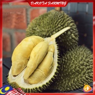 Anak Pokok Durian Gabai D194 Cepat Berbuah Import Dari Thailand