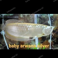 New Baby Arwana silver Brazil TERLARIS