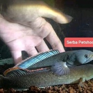 channa limbata pair sepasang