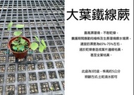 心栽花坊-大葉鐵線蕨/祕魯硬幣/3吋/小品/蕨類/觀葉植物/綠化植物/售價180特價150