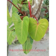 PHILODENDRON RED EMERALD/LIVE PLANT (small -medium-big)