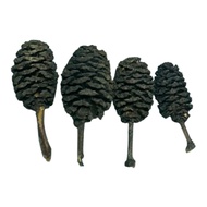 Pine cones Mixed Sizes Length 1.0-2.5 Cm Sold As A Set Of 3-4 Pieces Per Alder From Australia Safe S
