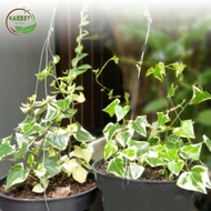tanaman hias gantung - tanaman hias gantung Ivy varigata