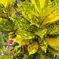 Pokok Puding Emas - Anak Pokok 1 to 2 feets