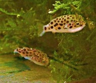 【成崧水族】金娃娃魚 金娃娃 河豚 汽水域 小河豚 狗頭娃娃