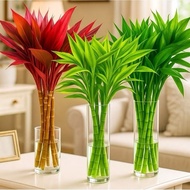MERAH HIJAU (PACKAGE OF 3 LUCKY BAMBOO) Package of 3 lucky bamboo plants, water media - lucky plants