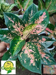 Aglaonema Pink Cochin with FREE plastic pot pebbles and garden soil (Indoor Plant Real Plant LivePla