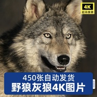 HD 4K Wild Wolf Big Grey Wolf Picture Jackal Snow Wolf Grassland Wolf Wolf Group Black Wolf White Wo