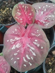 Caladium Chiang Mai City/ Keladi /Ready stock