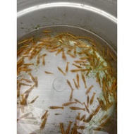 Yellow firee gelosir300e aquarium accessories, bonus 20e