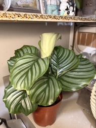 植物盆栽Calathea Orbifolia （青蘋果竹芋）連盆近31cm高