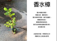心栽花坊-香水樟/樟樹/2吋/綠化植物/綠籬植物/綠化環境/售價100特價80