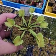 Dionaea Muscipula "Werewolf" Venus Flytrap Carnivorous Plant
