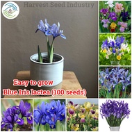 [Fast Grow]  100pcs Rare Blue Iris lactea Assorted Flower Seeds for Gardening Potted Flowering Plant