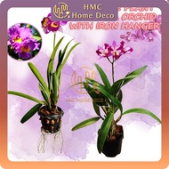 REAL LIVE PLANT CATTLEYA ORCHID PLANTS INCLUDING IRON HANGER SPECIES SELECTION POKOK HIDUP ORKID