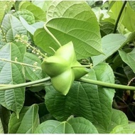 ️ ️ DRY SACHA INCHI LEAVES. GRADE AAA % 50GM) ️ ️