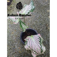 Caladium Thai Beauty