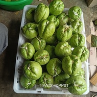 bibit labu Siam anggur siap tanam .benih labu jipang anggur /labu Siam/ bebby