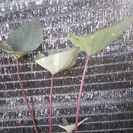 [MCUF] Colocasia Americano  thai hybrid colocasia yam keladi rare original thailand