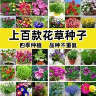 Seed Flowers Zinnia Four Seasons Courtyard Balcony Encyclopedia Sowing Flowers Flower Plants Easy to