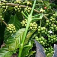 Entres cutting stek kopi robusta Lampung 500 gram