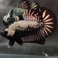 ikan cupang black samurai copper (04)