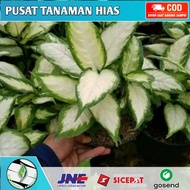 TANAMAN HIAS AGLONEMA WHITE TISU//AGLONEMA WHITE TISSUE