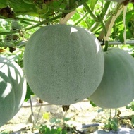 6Biji Benih Kundur Pandan /Small Winter Melon Seeds