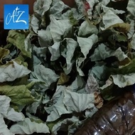Daun pak kua pakua pakkua pat kwa dahan ranting kering asli original / ciu rendaman obat gosok kusuk