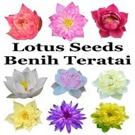 Biji Benih Teratai Lotus Seeds Bowl Lotus Benih Bunga Teratai