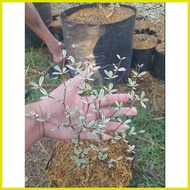 § ▼ ◐ VARIEGATED AFRICAN TALISAY PLANT (SMALL)