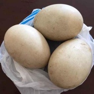 Telur Angsa Tembuhuk / Telur Angsa Busuk/Telur Angsa Fres (Terlaris)