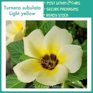 PBN - turnera subulata light yellow - anak pokok bunga nursery kuning outdoor flower live plant lida