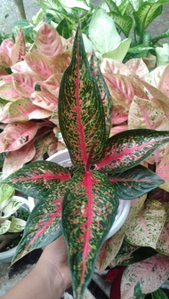 Aglaonema hot lady