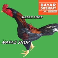 BONEKA AYAM JAGO BULU ASLI - BONEKA AYAM ADUAN