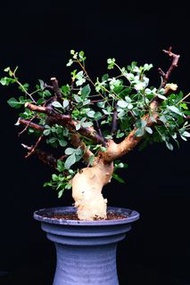(#343) 卡塔夫正白皮橄欖　Commiphora kataf / 塊根植物 Caudex / 另售龜甲龍、念珠橄欖