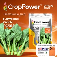 (500 GRAM) Biji Benih Sawi Bunga Great Asia FC988 大中华 CROP POWER F1 HYBRID Flowering Caixin Seeds 菜心