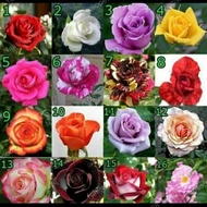 tanaman bunga mawar hidup/bibit mawar berbunga/tanamanhias bunga mawar