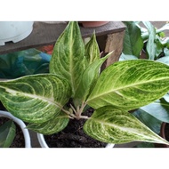 White Angel aglaonema live plants