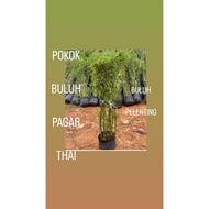 Pokok buluh pagar Thai | Pokok buluh pelenting pagar Thai murah murah 