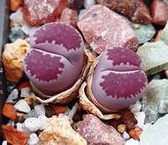 18 เมล็ด ไลทอป กระบองเพชร ไม้อวบน้ำ กุหลาบหิน แคคตัส Living Stone Lithops คนนิยมปลูกมาก สายพันธุ์ Lithops salicola ‘Bacchus’