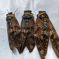 Cicada Specimen, Hu Cicada, Real Insect Specimen Not Spread Wings