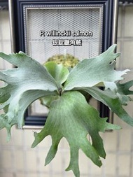 P. willinckii salmon Plant