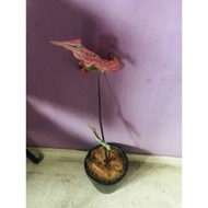 Pokok Keladi Hiasan / Caladium Thai Beauty