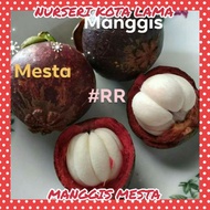 🔥HYBRID🔥 ANAK POKOK MANGGIS MESTA / MASTER / MASTA / MANGOSTEEN TREE / GARCINIA MANGOSTANA